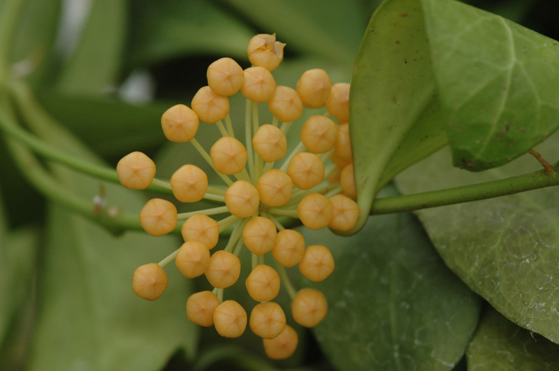 hoya obscura pulsilla major name 01