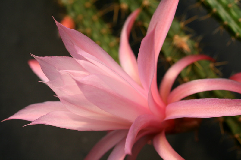 aporocactus nelly paetz 0031