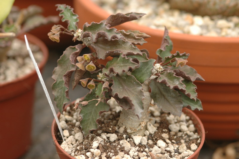 euphorbia ambovombensis 1108