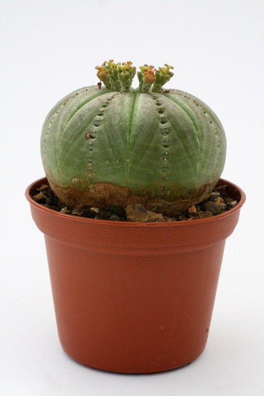 euphorbia symmetrica 9792 sm