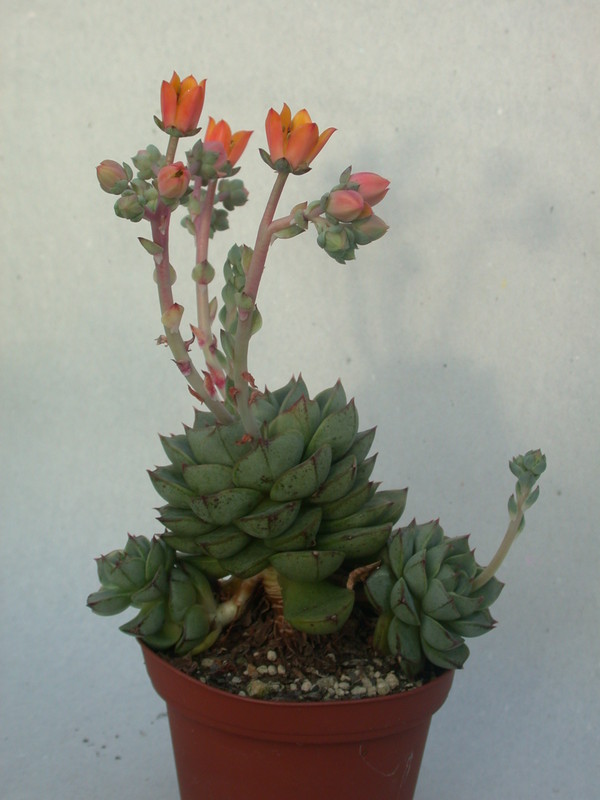 echeveria turgida 9986
