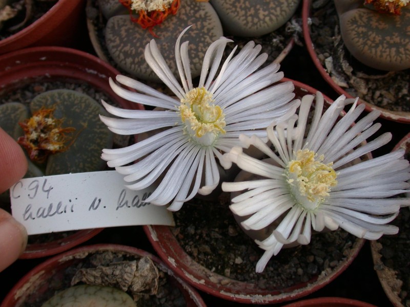 lithops hallii c94 01