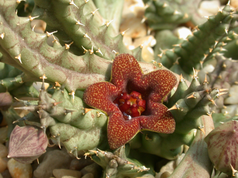 huerniopsis decipiens pvb4550 05