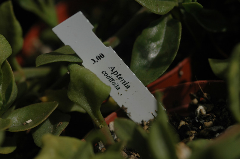 aptenia codifolia 04