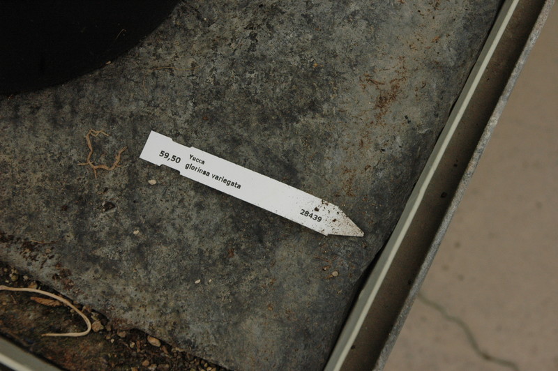 yucca gloriosa variegata 9298