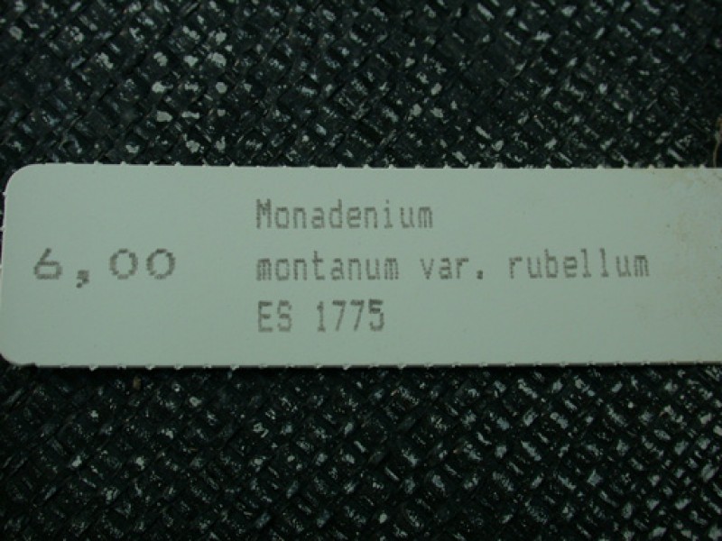 monadenium montanum rubellum es1775 04