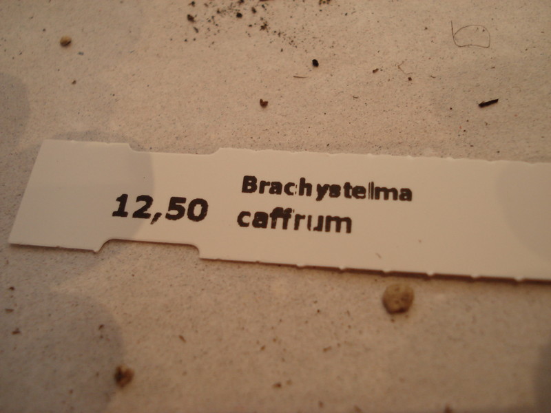 brachystelma caffrum 183