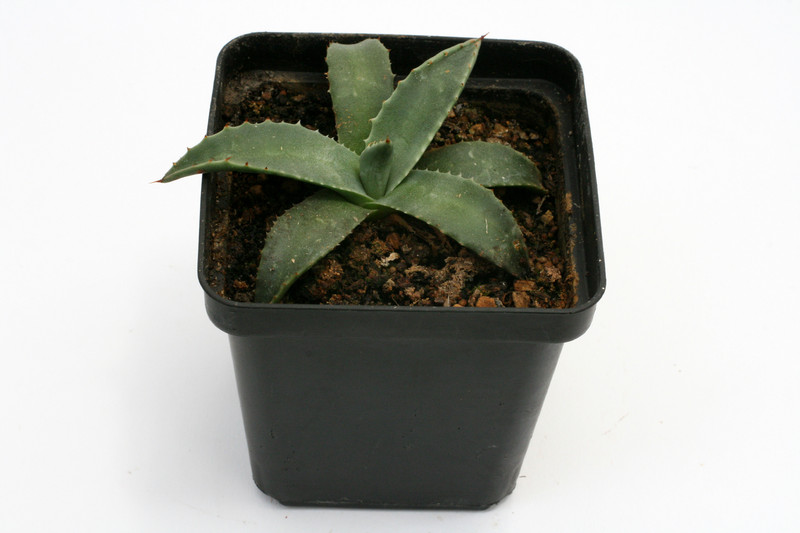 agave x gracilipes 0110