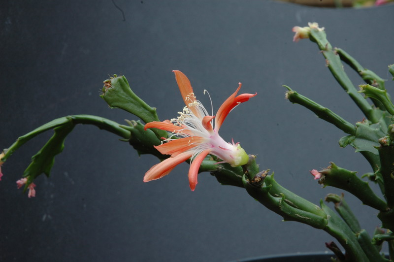 schlumbergera enigma 2437