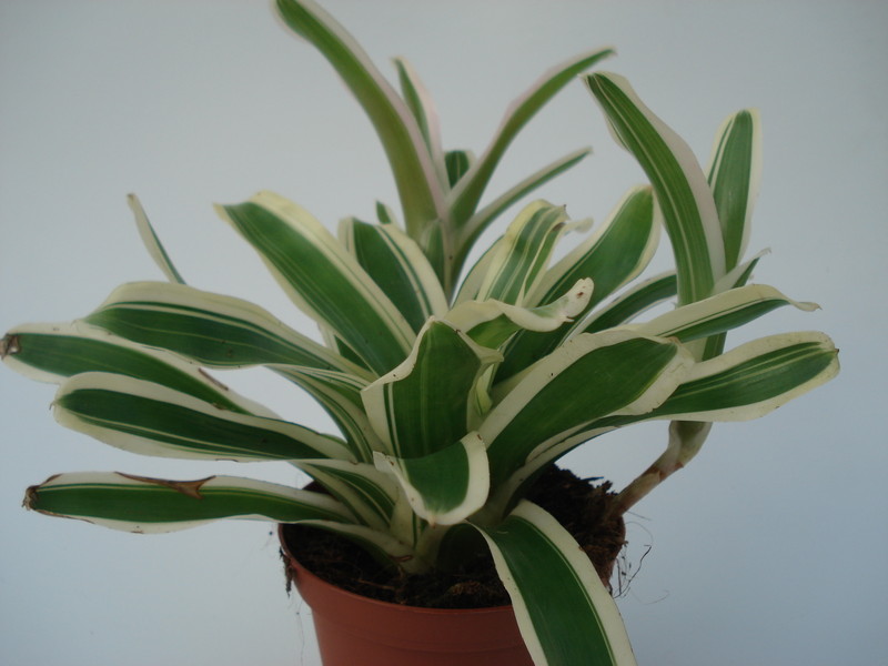 neoregelia schultesiana pink 4585