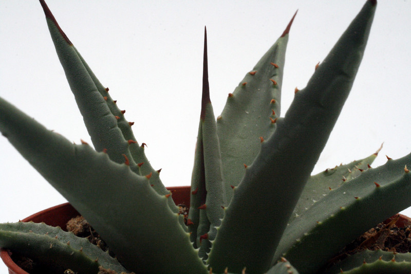 agave utahensis kingman az 0125