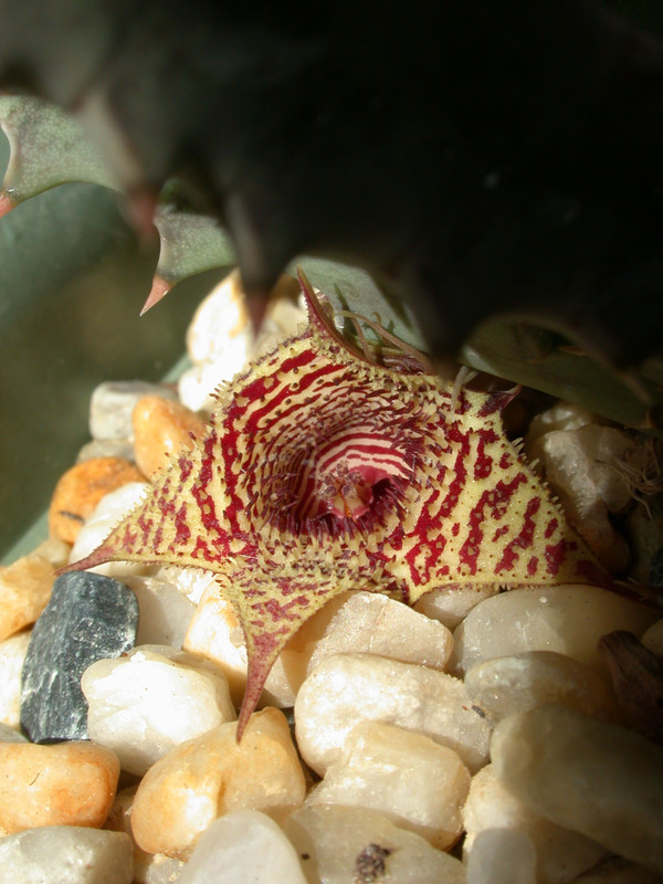 huernia stapelioides d1327 lethlabile 01