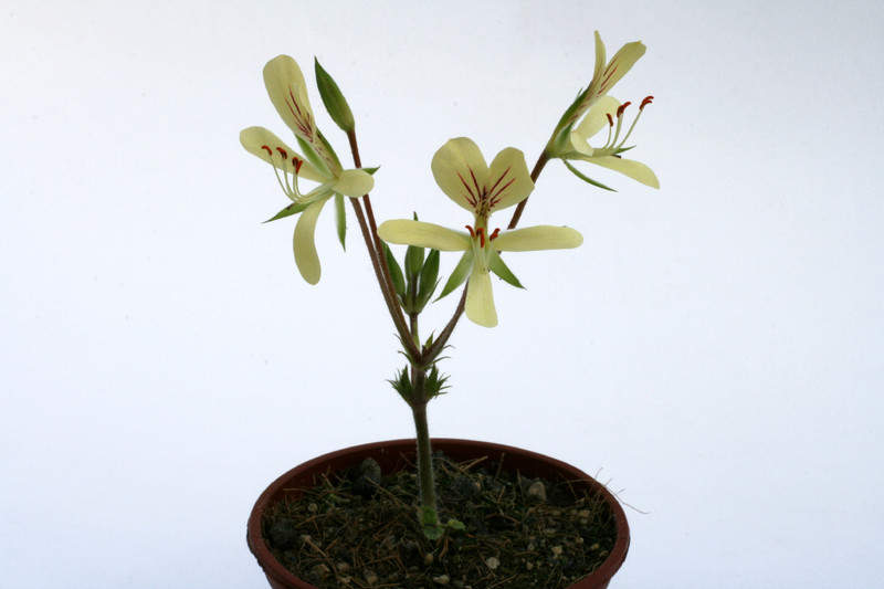 pelargonium oblongatum 4648