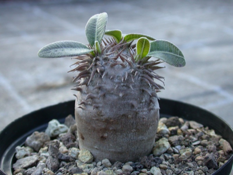 pachypodium densiflorum es2036 02