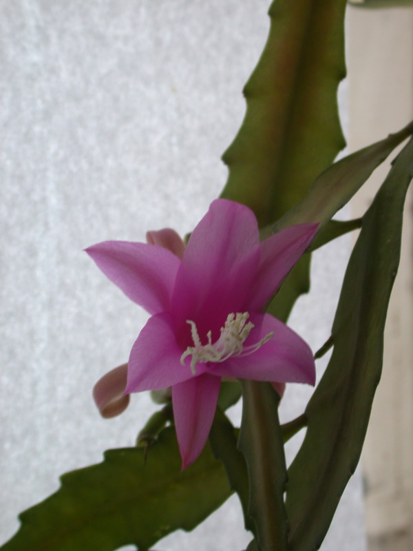 disocactus nelsonii l89 40 9642