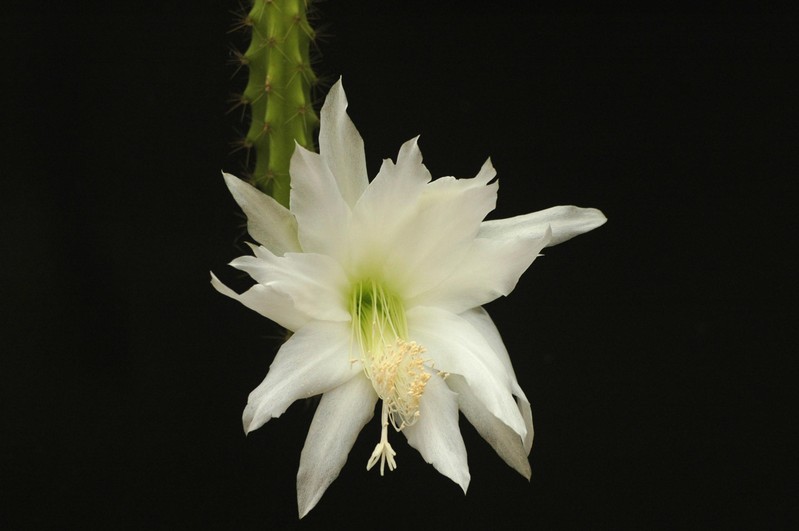 heliocerus speciosus amacamensis 21