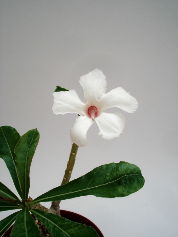 adenium kao keimook 01