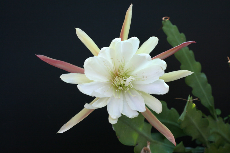 eh beautiful white 5301 3096
