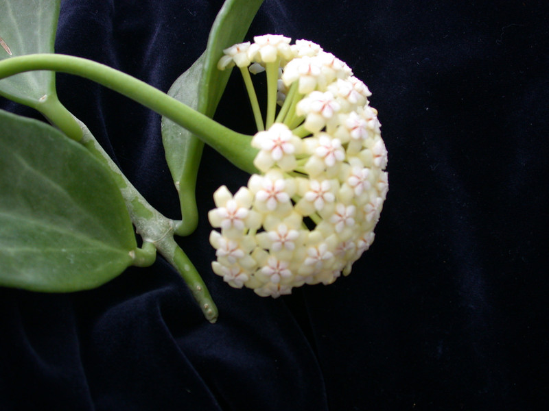 hoya pachyclada 7092 2