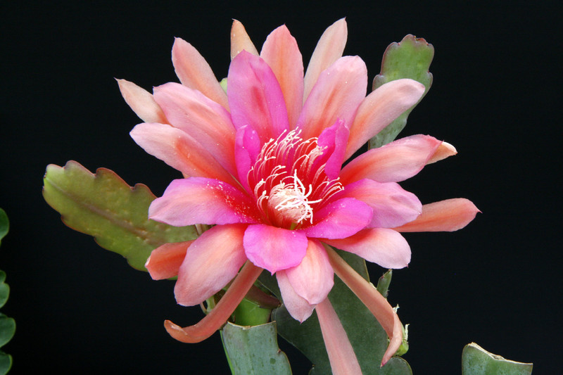 eh royale rose 8890 5159
