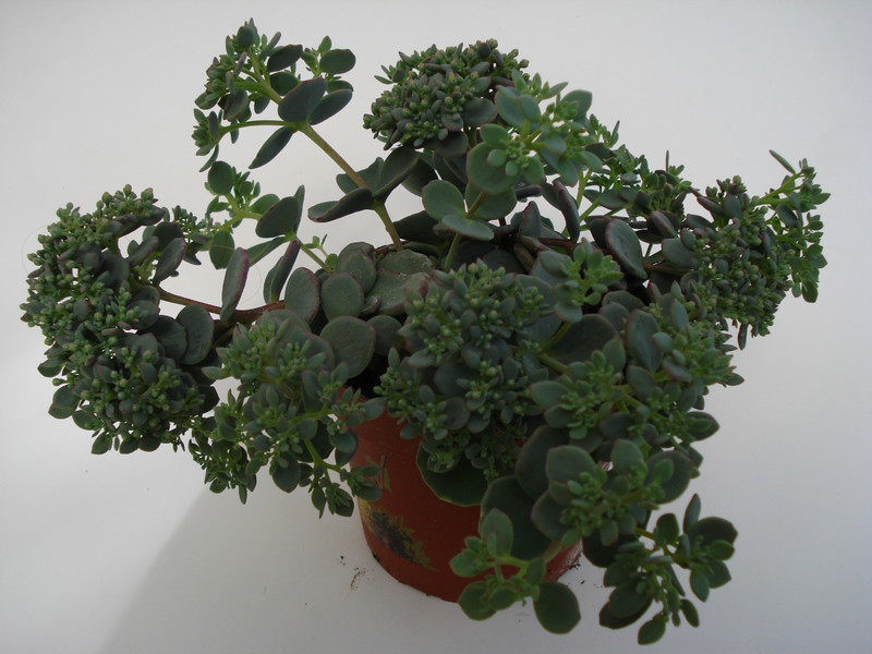 sedum sieboldii 684
