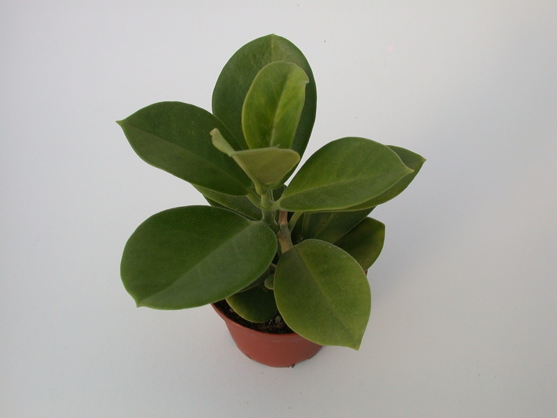 hoya australis behaart 1395