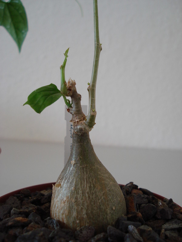 mormodica rostrata 52