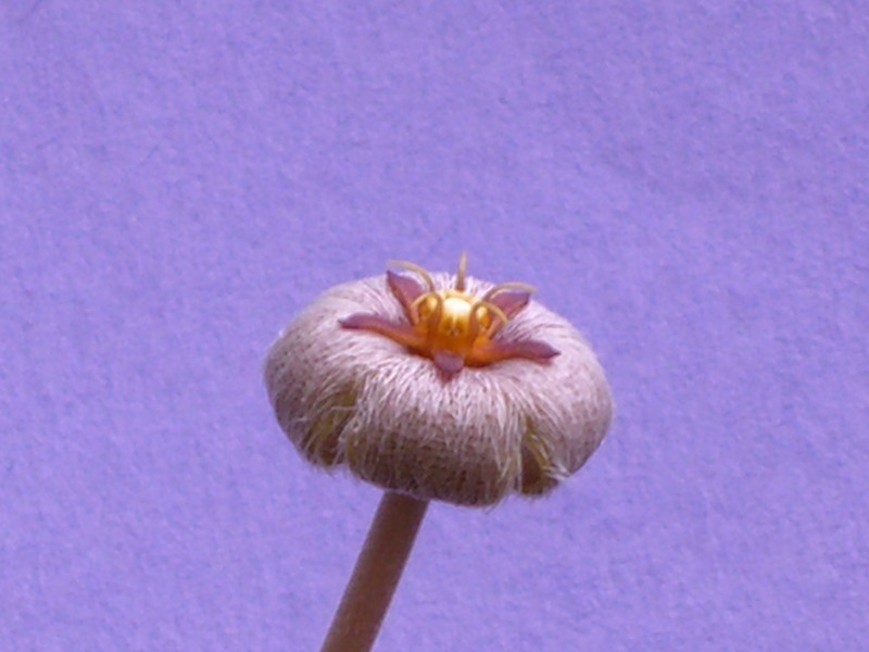 stapelia erecta 0075