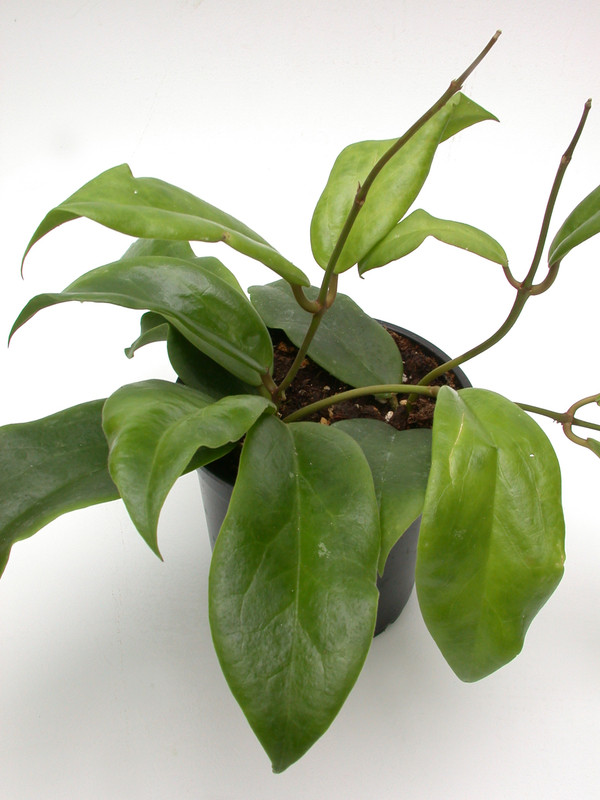 hoya macgregorii 3967