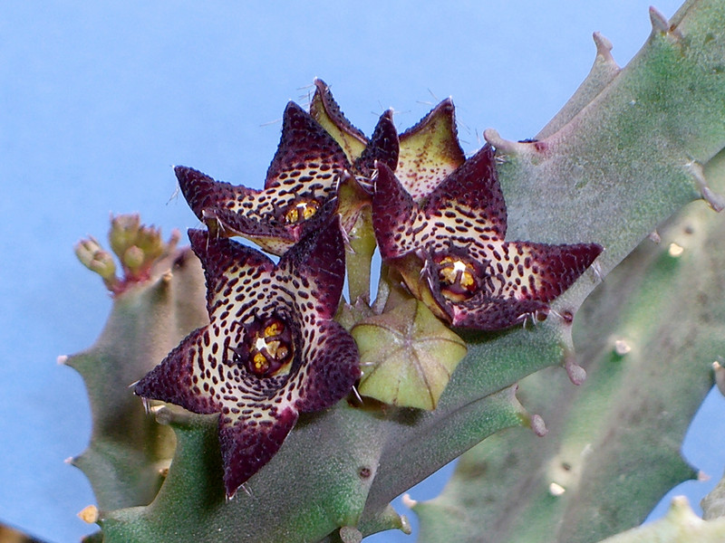 caralluma joannis 1742.jpg