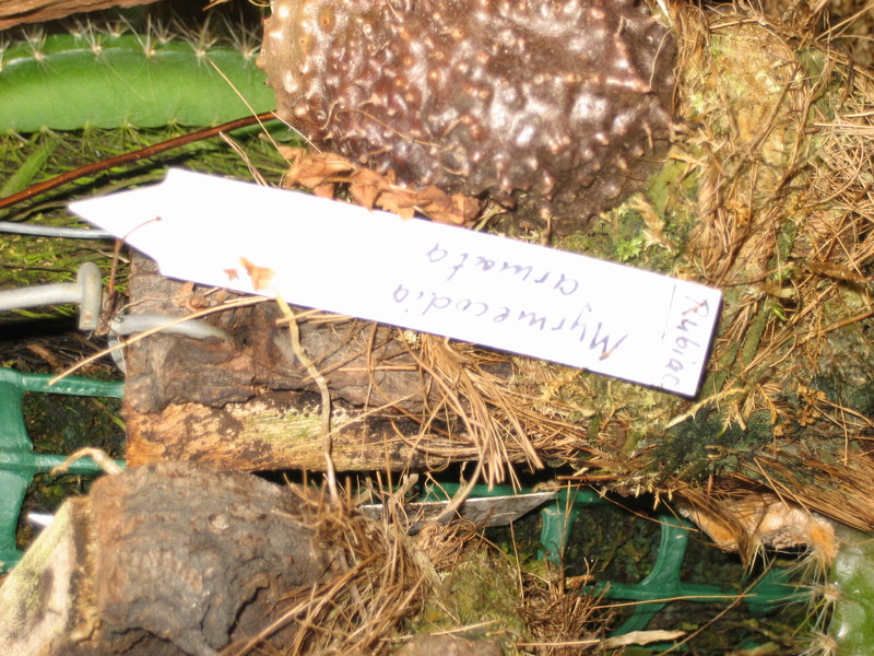 myrmecodia armata 44