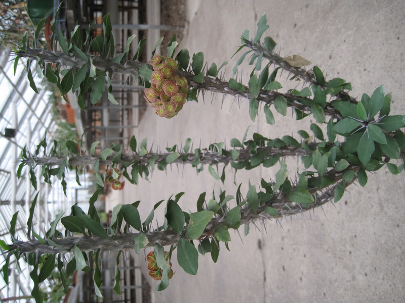 euphorbia bevilaniensis 3920