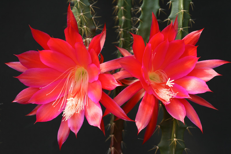 aporocactus luzifer paetz 0654