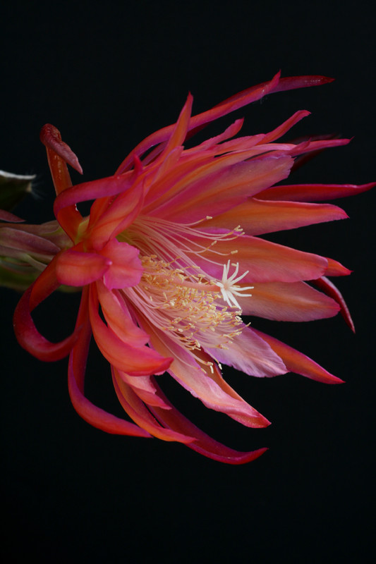 eh coral dance 5804 1448