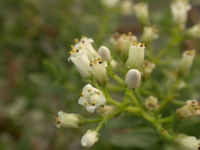 crassula parvisepala 04