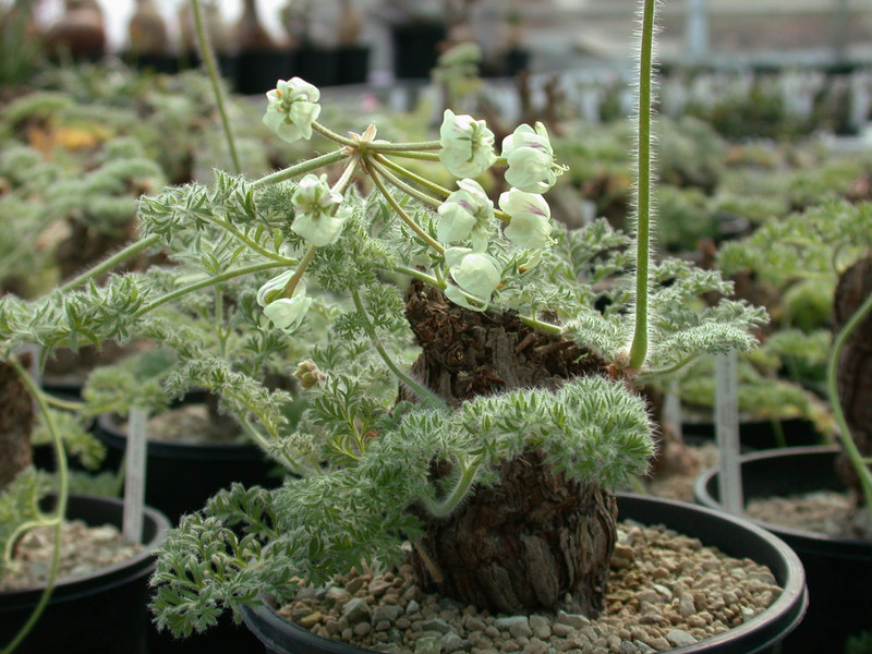 pelargonium pulverulentum es 10169 02