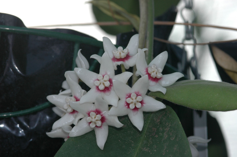hoya calycina 6581
