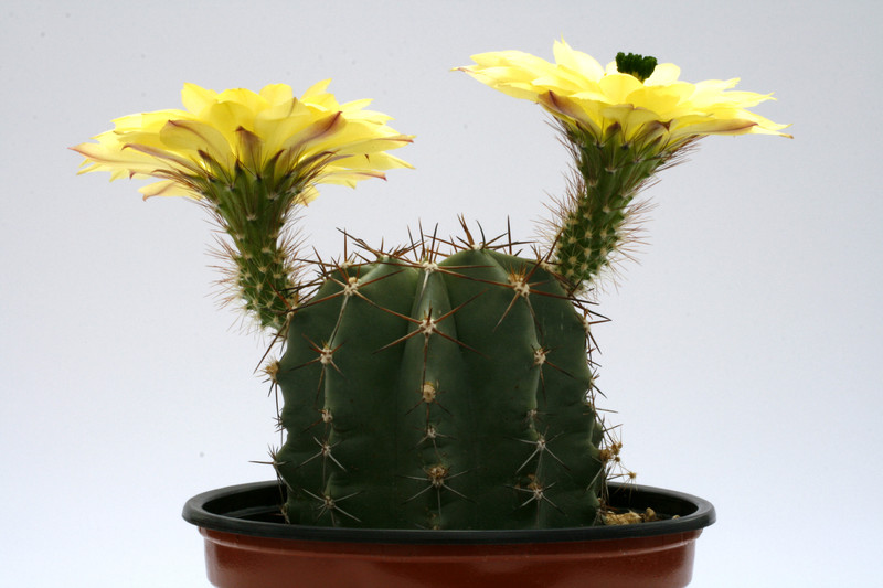 echinocereus aculeatus 0434