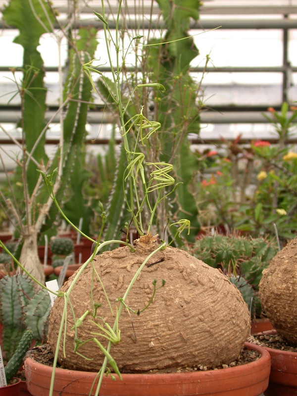 trochomeria macrocarpa 02