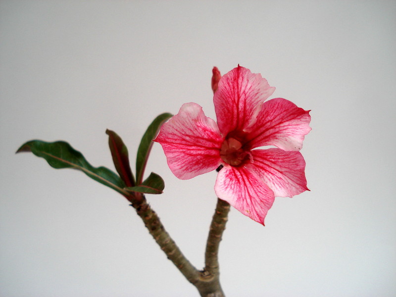 adenium thank mom 01