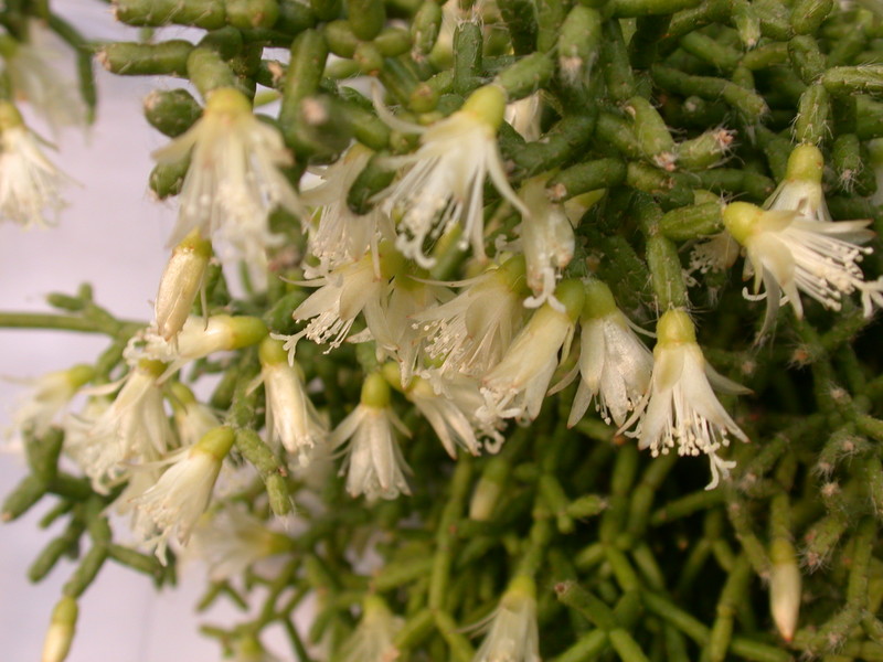 rhipsalis ceruscula 2080