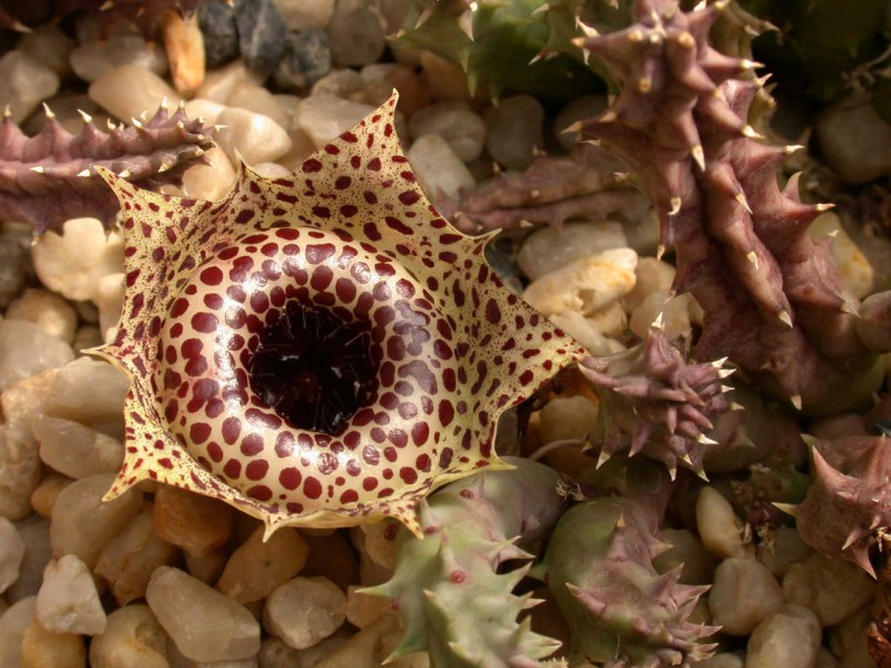 huernia guttaata calitzdorpensis 02