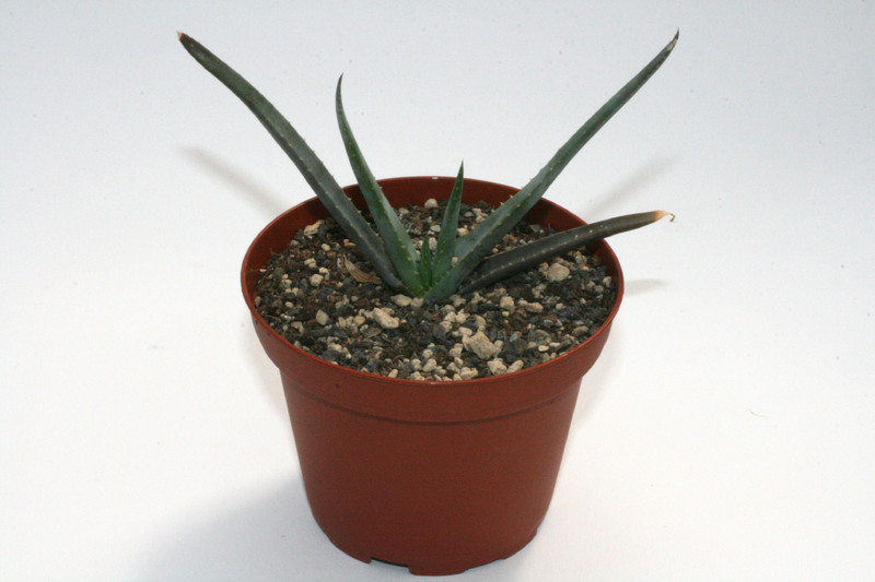 aloe compressa 7695