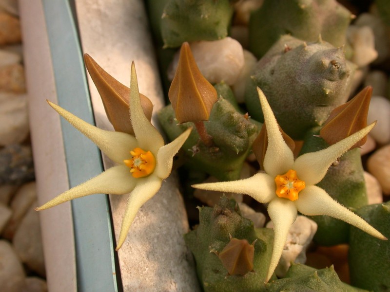 piaranthus pallidus richtersveld 01