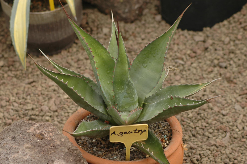 agave gentryi 02