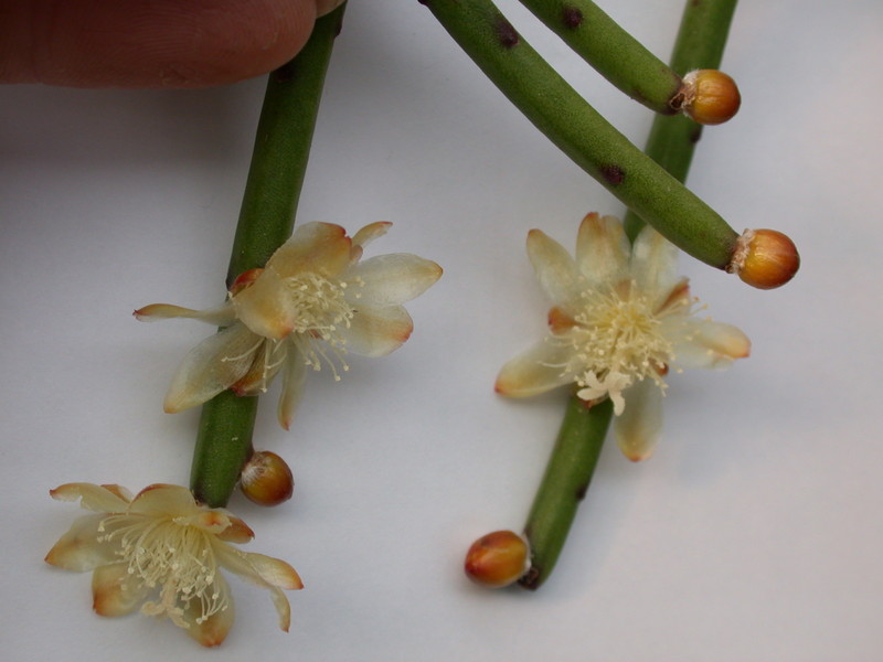 rhipsalis dissimilis gelblich 2064