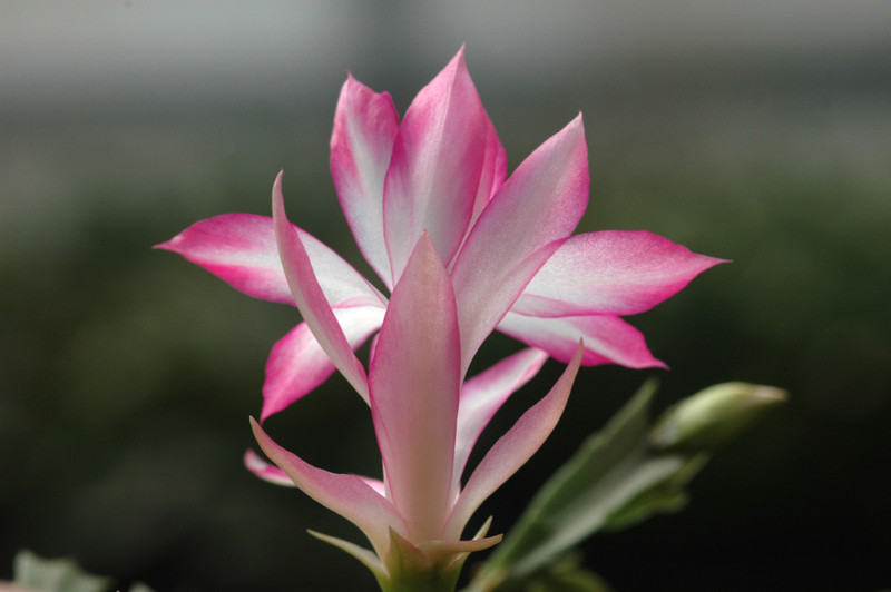 schlumbergera hatherton charm 227