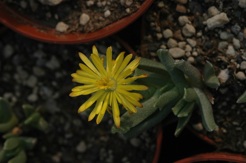 chasmatophyllum musculinum 1807