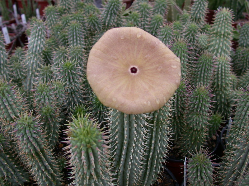 hoodia gordonii 5684