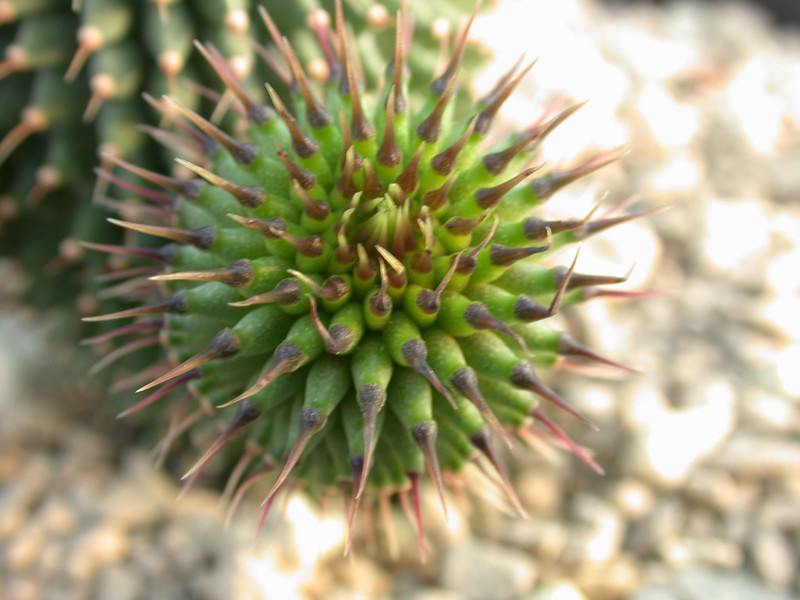 hoodia pilifera 04